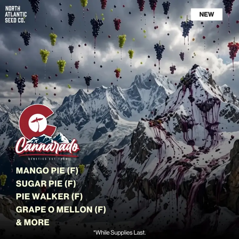 Grape Pie Drop