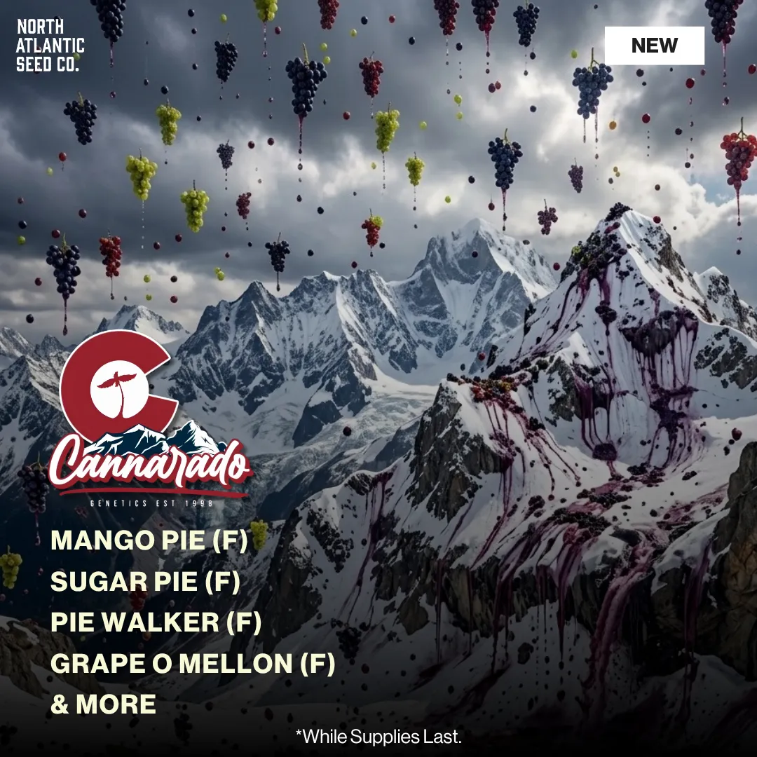 Grape Pie Drop