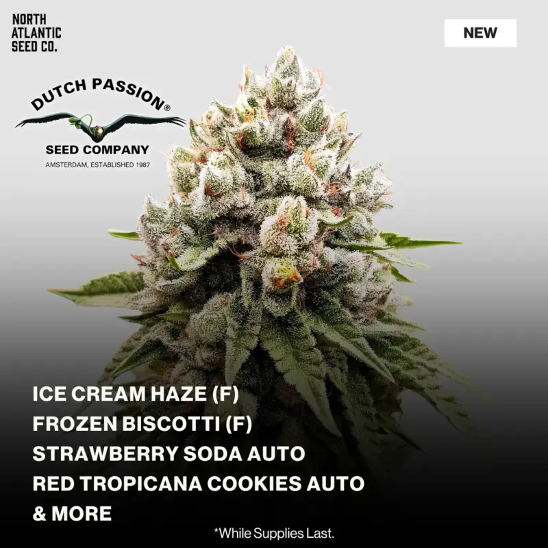 Dutch Passion New Strains 2026