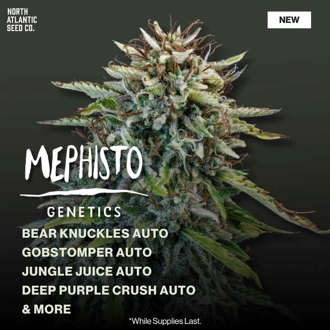 Mephisto Genetics June 2026 Drop