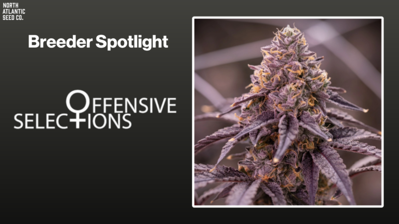 Offensive Selections Shares Grow Tips & More!