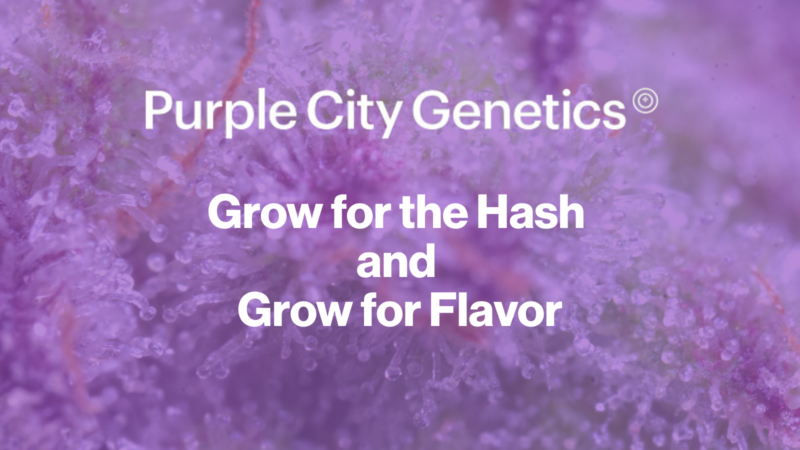 Purple City Genetics: Grow for the Hash and Grow for Flavor