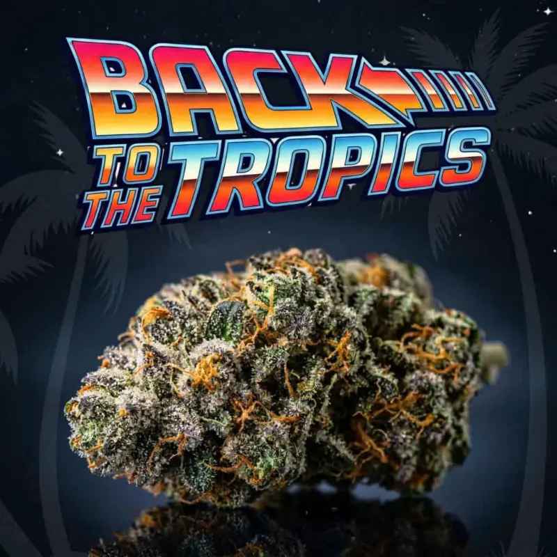 Back to the Tropics Auto Cannabis Seeds by Tastebudz
