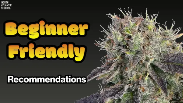 Beginner Friendly Recommendations Blog