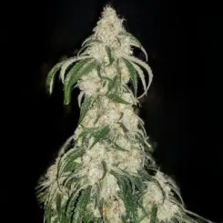 Big Fat n' Fruity R1 Cannabis Seeds by Ethos Genetics