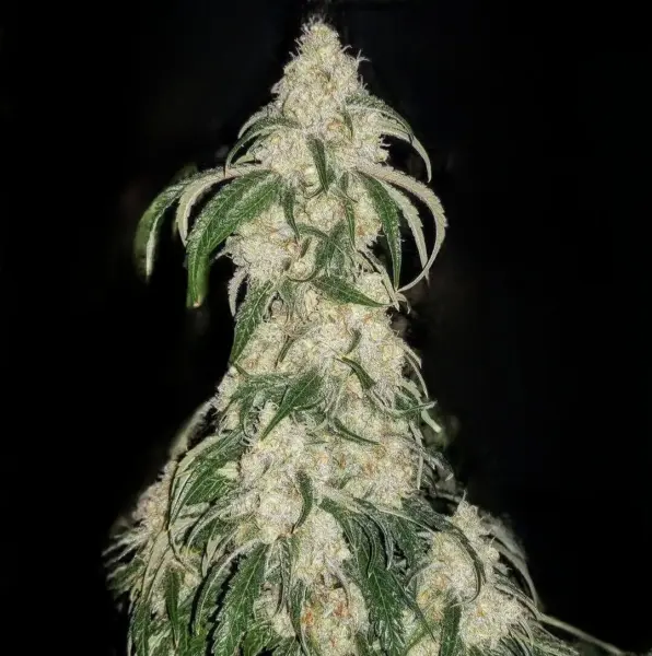 Big Fat n' Fruity R1 Cannabis Seeds by Ethos Genetics