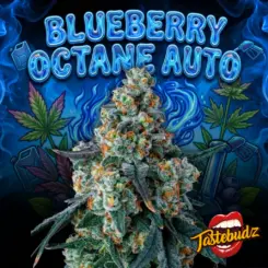 Blueberry Octane Auto Cannabis Seeds by Tastebudz