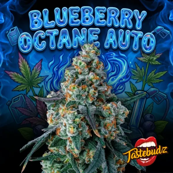 Blueberry Octane Auto Cannabis Seeds by Tastebudz
