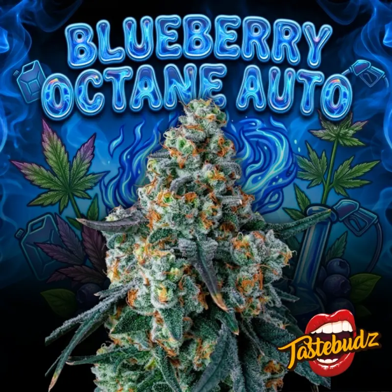 Blueberry Octane Auto Cannabis Seeds by Tastebudz