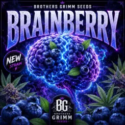 Brainberry Tester Cannabis Seeds by Brothers Grimm Seeds