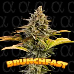 Brunchfast Alpha Series Cannabis Seeds by Dirty Bird Genetics