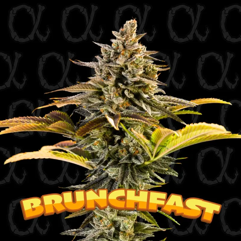 Brunchfast Alpha Series Cannabis Seeds by Dirty Bird Genetics