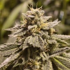 Cadieux Cheddar Cannabis Seeds by TMB Selects Seeds