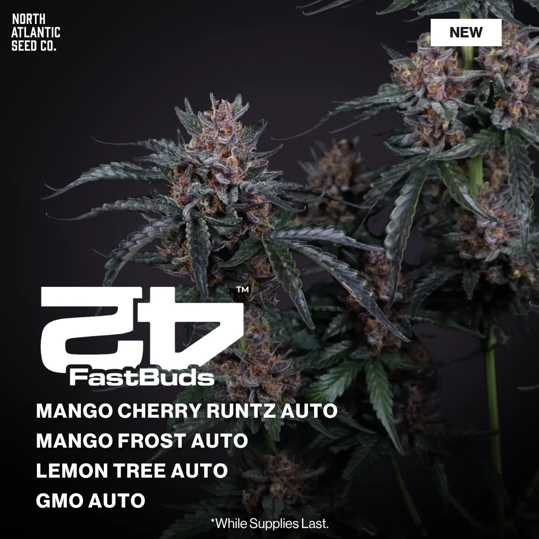 Fast Buds New Drop 2026