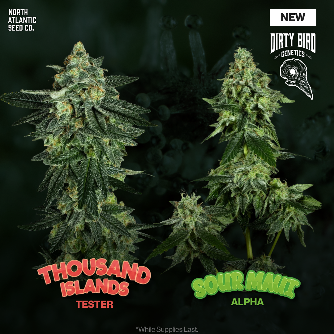 Dirty Bird Genetics - Testers