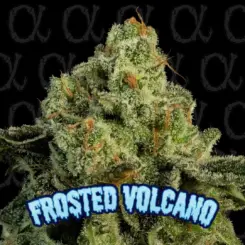 Frosted Volcano Alpha Series Cannabis Seeds by Dirty Bird Genetics