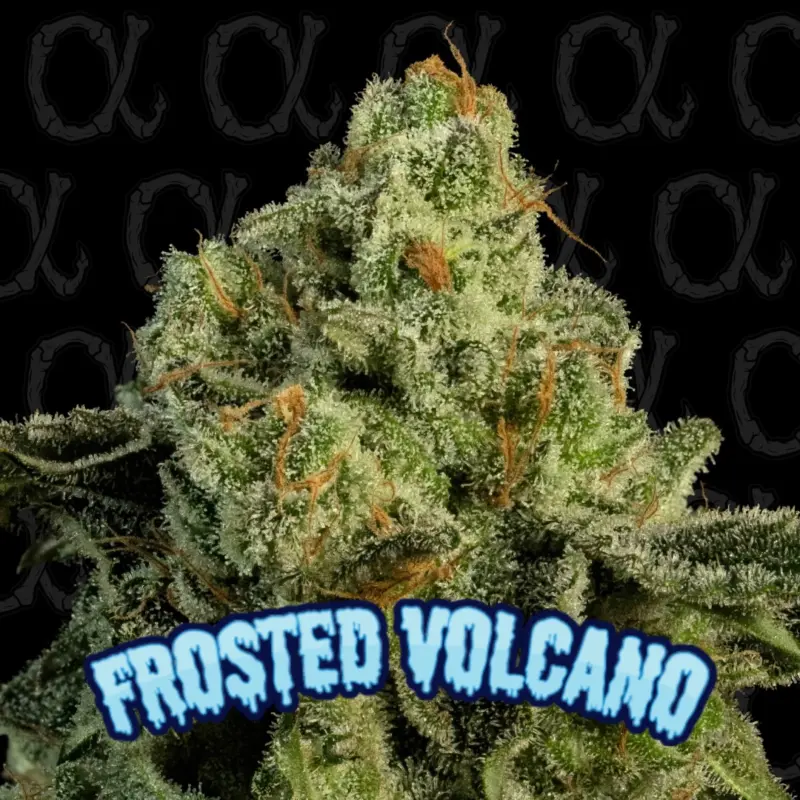 Frosted Volcano Alpha Series Cannabis Seeds by Dirty Bird Genetics