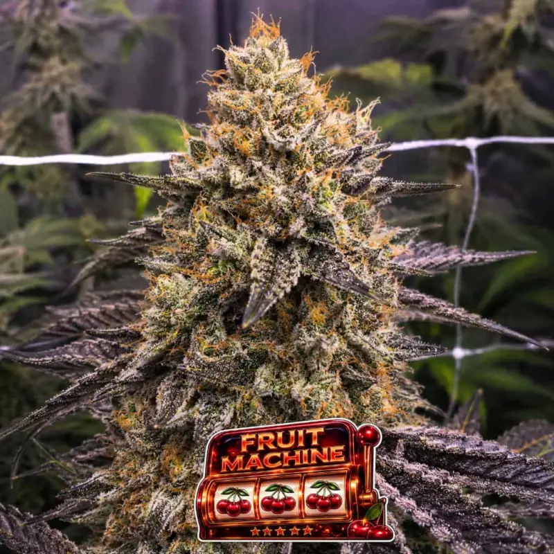 Fruit Machine Cannabis Seeds by Tastebudz