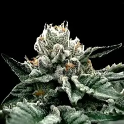 GG4 Cannabis Seeds by DNA Genetic