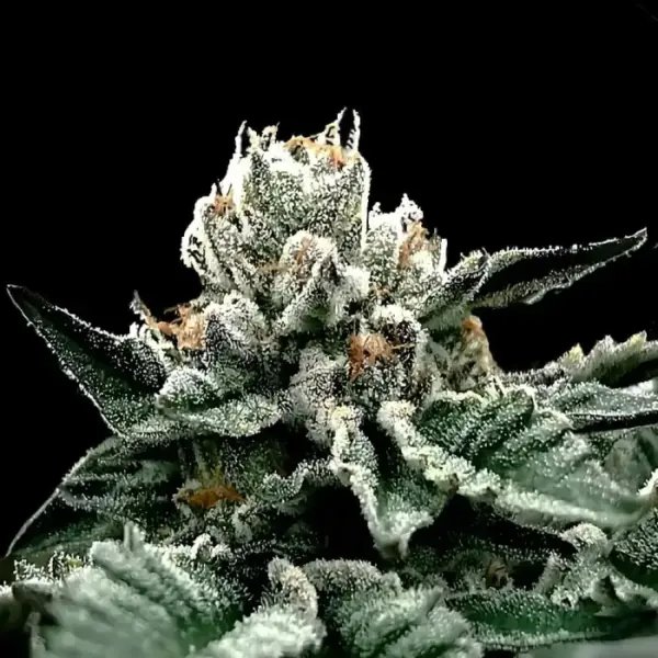 GG4 Cannabis Seeds by DNA Genetic
