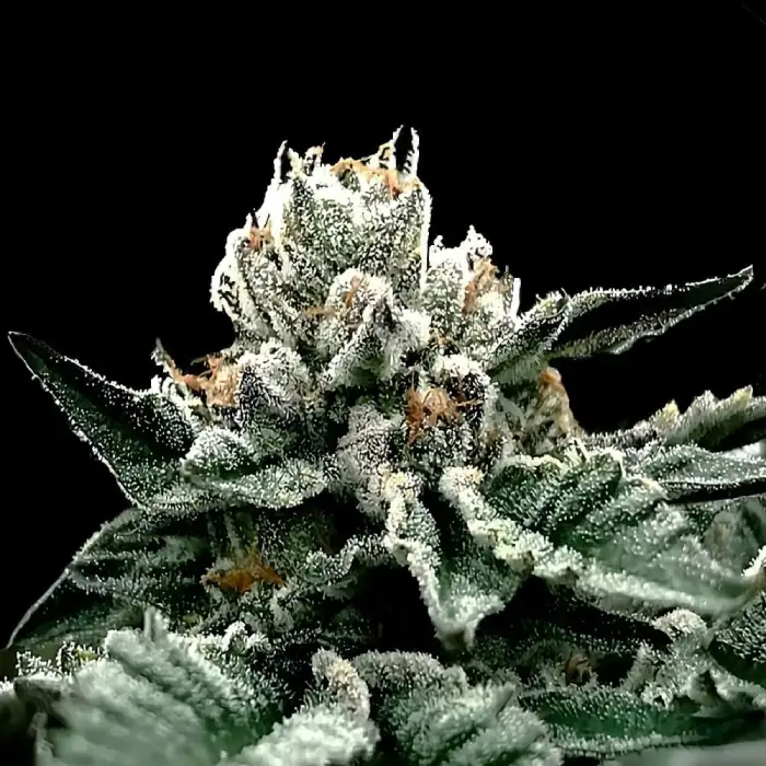 GG4 Cannabis Seeds by DNA Genetic