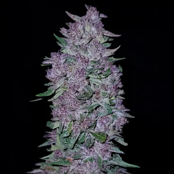 GMO Skunk Semi Auto Cannabis Seeds by Purple Caper Seeds