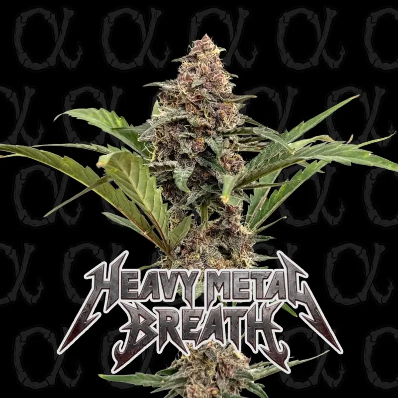Heavy Metal Breath Auto Alpha Series Cannabis Seeds by Dirty Bird Genetics