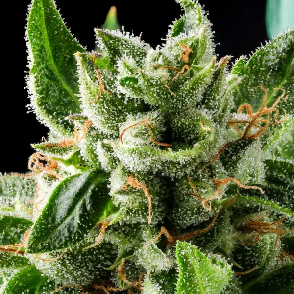 Hollywood OG Cannabis Seeds by Purple Caper Seeds