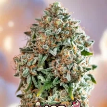 Ice Cream Castle Cannabis Seeds by Supernatural Seeds