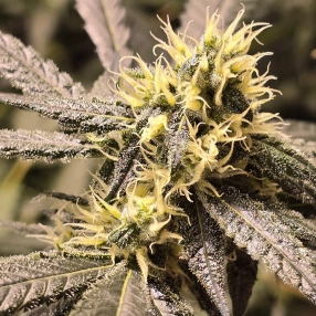 Lee Roy's Nana Cannabis Seeds by TMB Selects Seeds