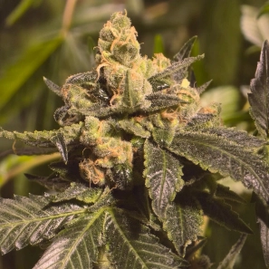 M1 Sour Cannabis Seeds by TMB Selects Seeds