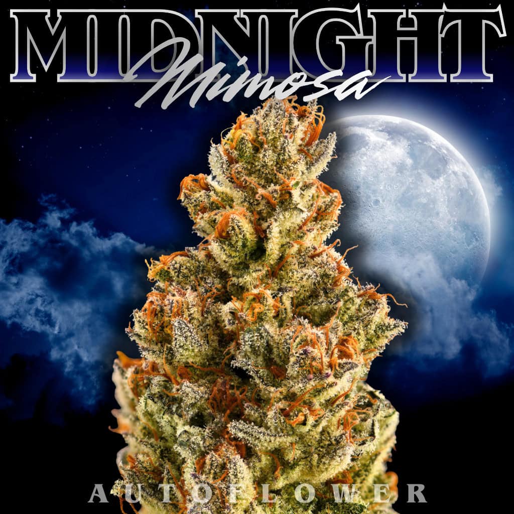 Midnight Mimosa Auto Cannabis Seeds by Tastebudz