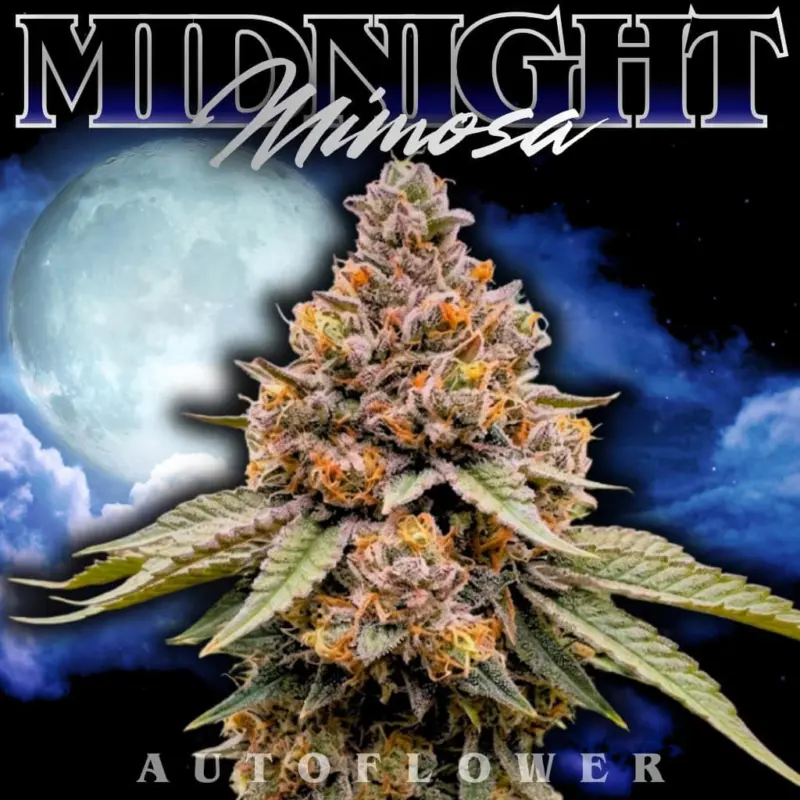 Midnight Mimosa Auto Cannabis Seeds by Tastebudz
