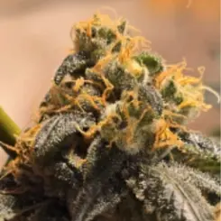 Moonshining Star Cannabis Seeds by TMB Selects Seeds