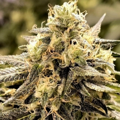 Original Pepper Pack Cannabis Seeds by TMB Selects Seeds