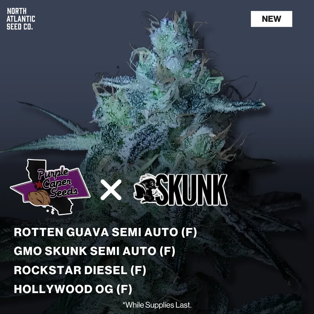 Purple Caper Seeds Skunk Magazine Collab
