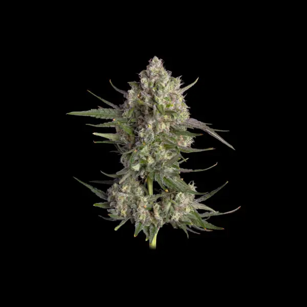 Pinecraft Cannabis Seeds by Happy Valley Genetics