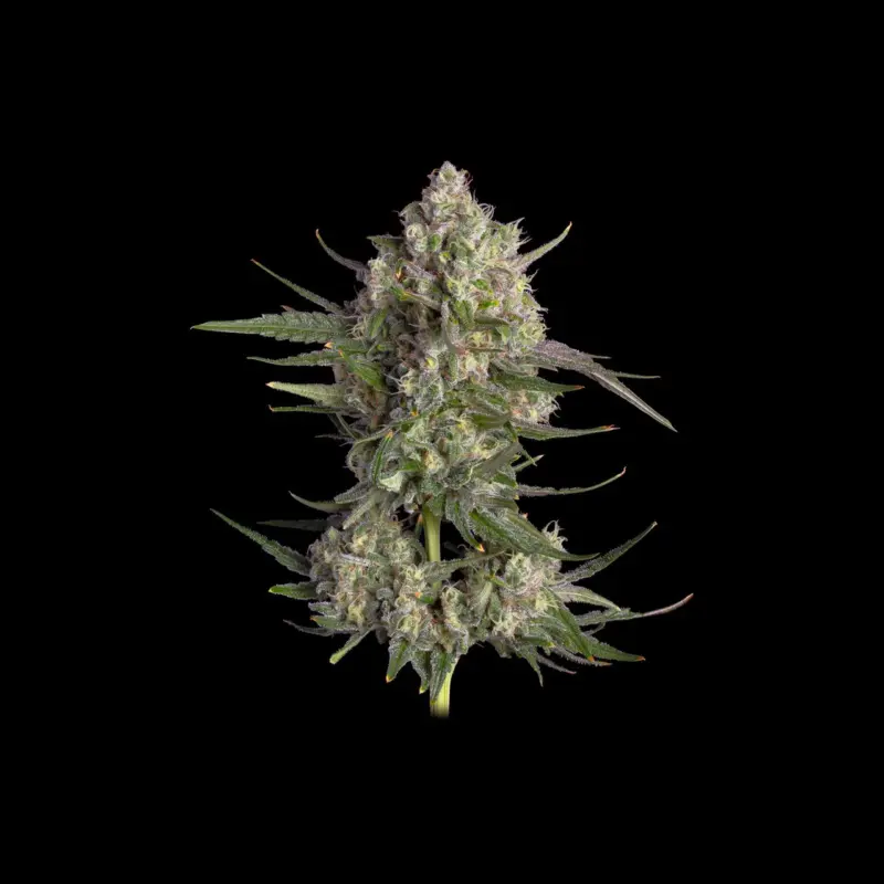 Pinecraft Cannabis Seeds by Happy Valley Genetics