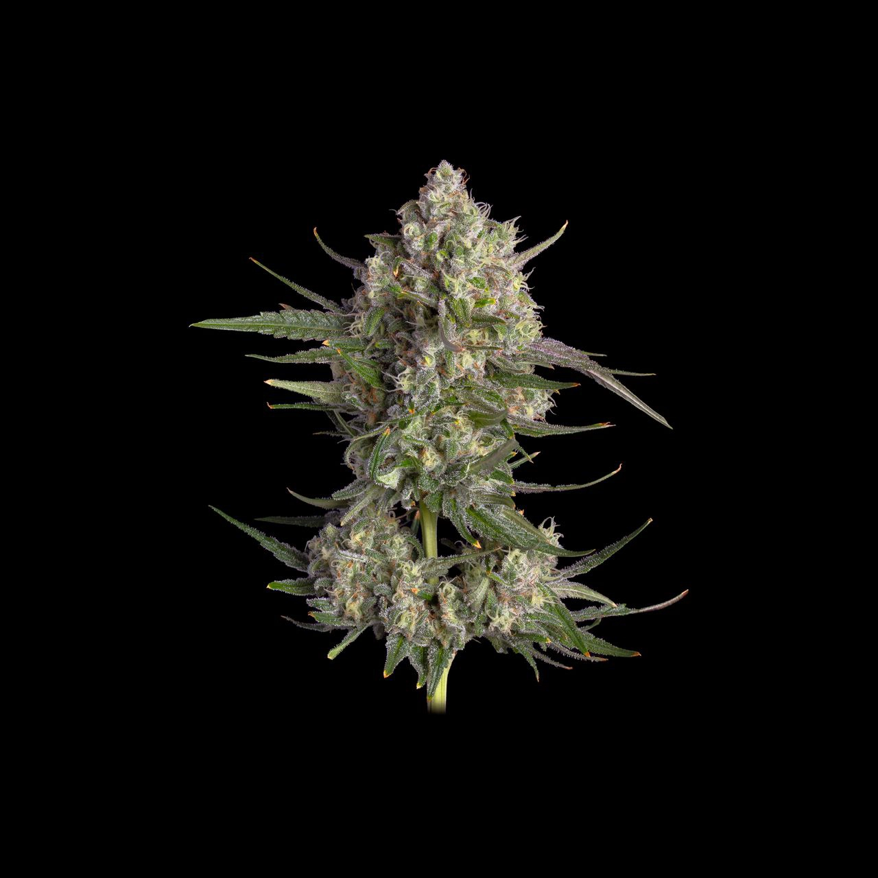 Pinecraft Cannabis Seeds by Happy Valley Genetics