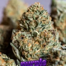 Purple Moon Cake Cannabis Seeds by Supernatural Seeds