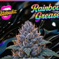 Rainbow Grease Cannabis Seeds by Tastebudz
