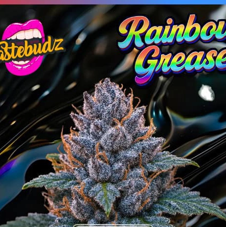 Rainbow Grease Cannabis Seeds by Tastebudz