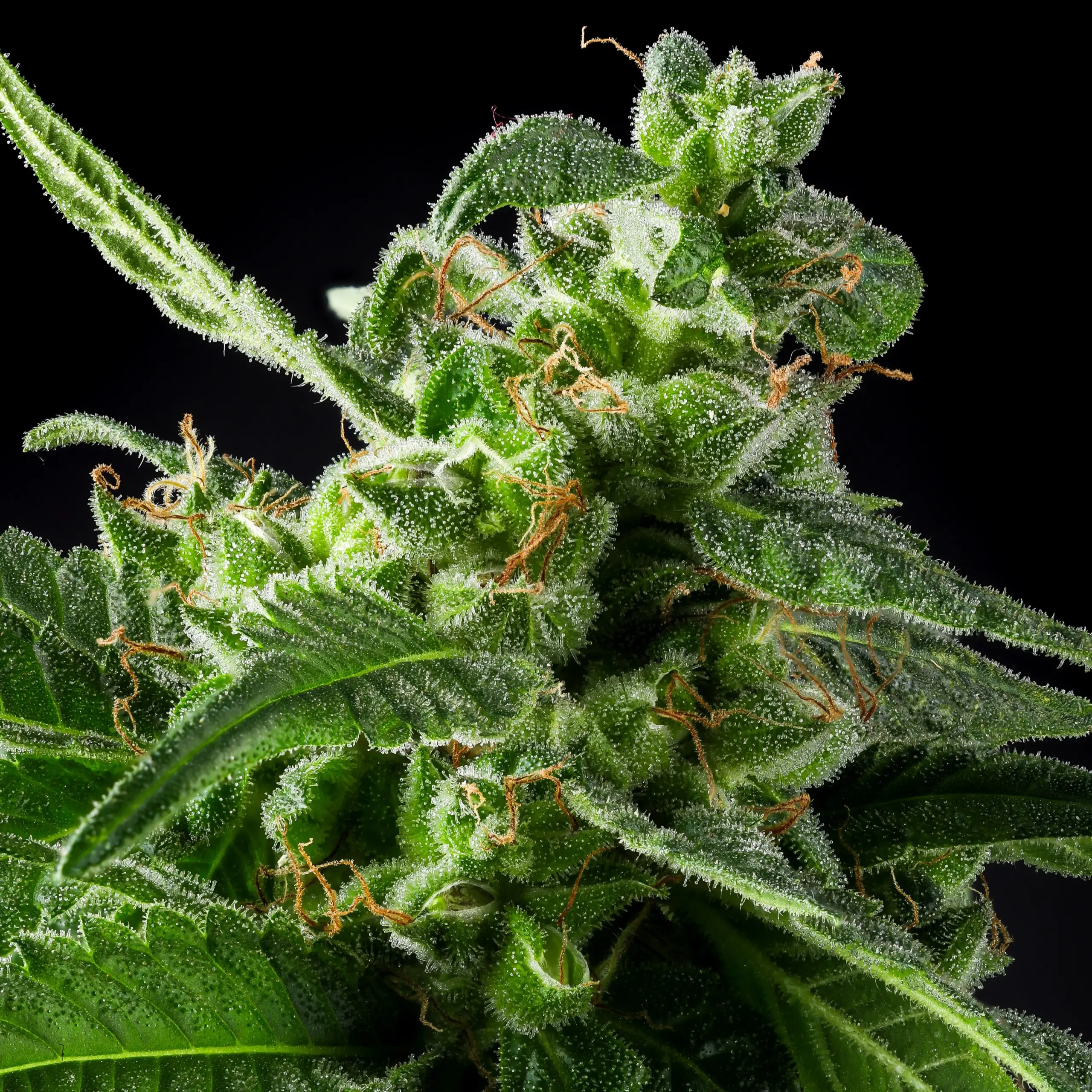 Rockstar Diesel Cannabis Seeds by Purple Caper Seeds