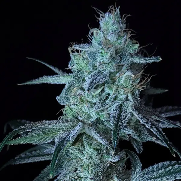 Rotten Guava Semi Auto Cannabis Seeds by Purple Caper Seeds
