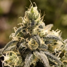 Sashabaw Strawberry Cannabis Seeds by TMB Selects Seeds