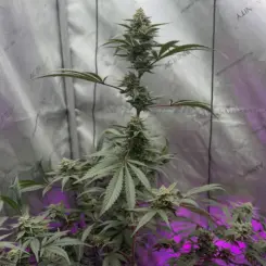 SnowShoeing Cannabis Seeds by Jolly Pond Farm