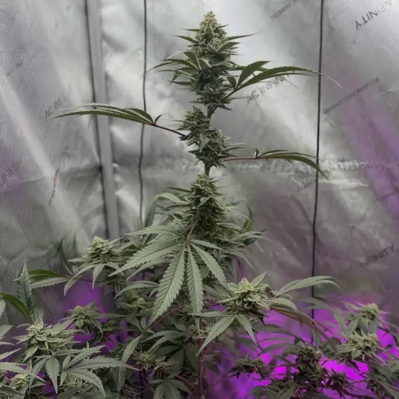 SnowShoeing Cannabis Seeds by Jolly Pond Farm