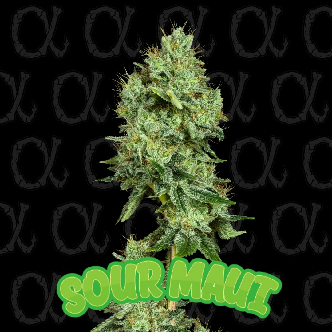 Sour Maui Cannabis Seeds by Dirty Bird Genetics