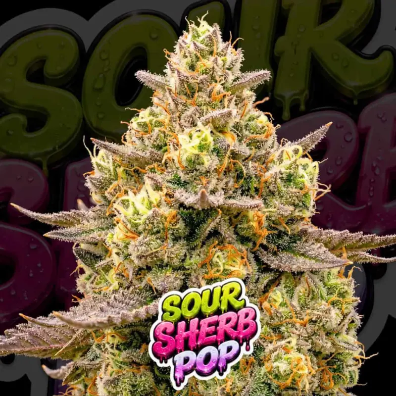 Sour Sherb Pop Cannabis Seeds by Tastebudz