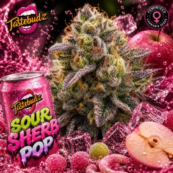 Sour Sherb Pop (F) - Image 2